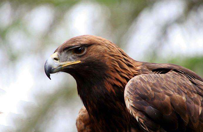 Área de Protección del Águila Real Serranía de Juan Grande